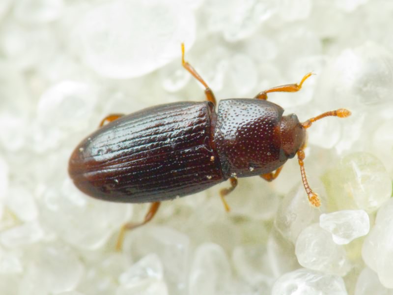 Cerylon Latreille, 1802